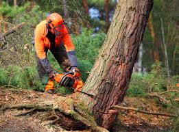 Tree and Shrub Care in Centerport, NY